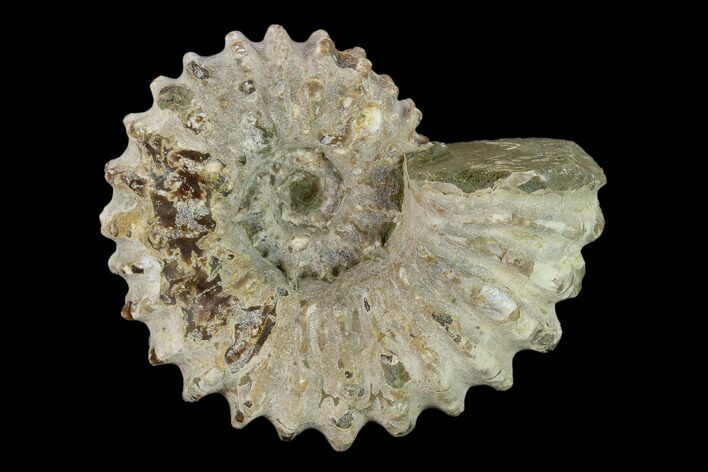 Bumpy Ammonite (Douvilleiceras) Fossil - Madagascar #134157
